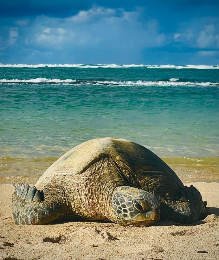 Tente de luxe Explore Maui's Diverse And Uncover The Island's Beauty From Fresh Perspectives Every Day As Journey With Aloha Glamp's Great Jeep Equipped With A Rooftop Tent